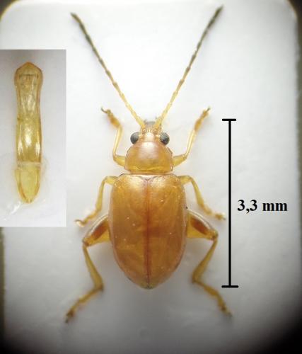 Réf. 239 289 : Longitarsus flavicornis